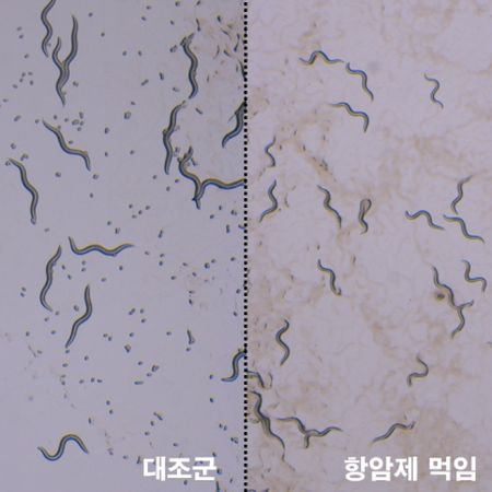 항암제를 먹이지 않은 벌레(왼쪽, 대조군)에 비해 항암제를 먹인 벌레(오른쪽)는 성장이 느려지고, 알을 훨씬 적게 낳는 것으로 확인됐다. 이미지 제공: 한국과학기술연구원(KIST)
