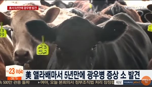 연합뉴스tv 보도 화면 갈무리.