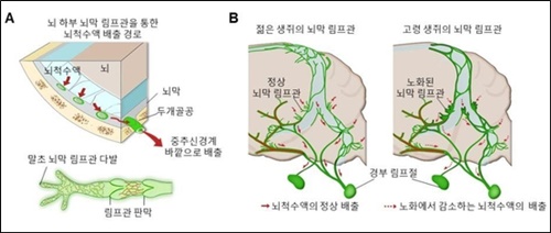 생쥐를 대상으로 연령에 따른 뇌막 림프관의 구조변화.