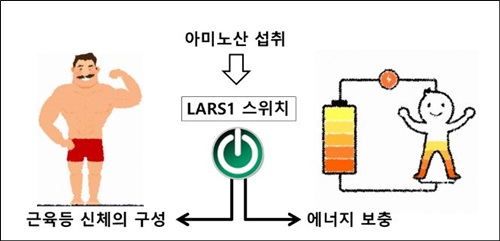 LARS1 효소의 역할