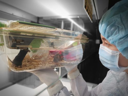 분당서울대병원 IACUC 동물사육 담당자가 동물 상태를 점검하고 있는 모습. 사진 제공: 분당서울대병원