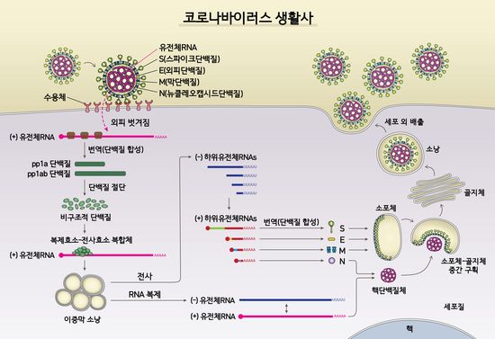 사스코로나바이러스-2(SARS-CoV-2)의 생활사. 이미지 제공: 기초과학연구원(IBS)