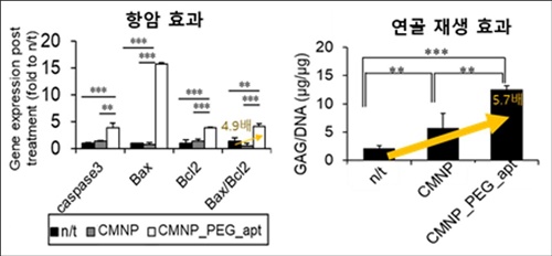 CMNP_PEG_apt의 암세포 사멸와 연골 분화 능력은 CMNP_PEG_apt을 처리하지 않은 대조군에 비해 각각 4.9배, 5.7배 높았다.