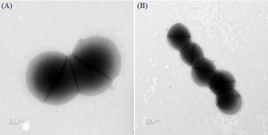 ‘아르세니시코쿠스 카우애(Arsenicicoccus cauae)’ 전자현미경 사진.
