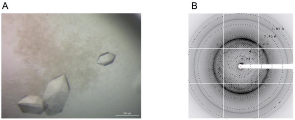 장보고균의 ssDNA 결합 단백질의 결정(Crystal) 사진(A)과 X선 회절 패턴(B)