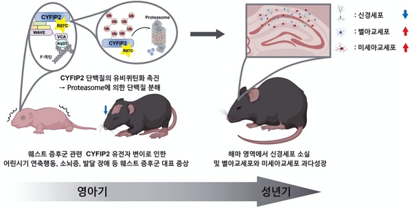 웨스트 증후군 관련 CYFIP2 유전자 변이를 갖는 생쥐 모델이 나타내는 다양한 증상