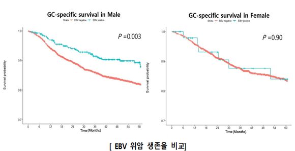 남성(왼쪽) 에서는 EBV 위암(파란색)이 그 외 위암(붉은색)에 비해 높은 생존율을 보였으나 여성(오른쪽)에서는 그러한 차이가 드러나지 않았다