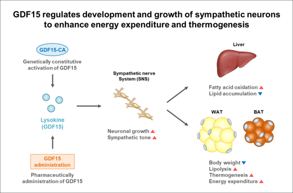 GDF15가 교감신경세포의 성장과 발달을 조절하여 에너지 소비와 열 발생을 향상시키는 작용 기전을 설명하는 모식도