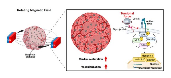 자기 토크 기반 심장 오가노이드 성숙화 기술 모식도